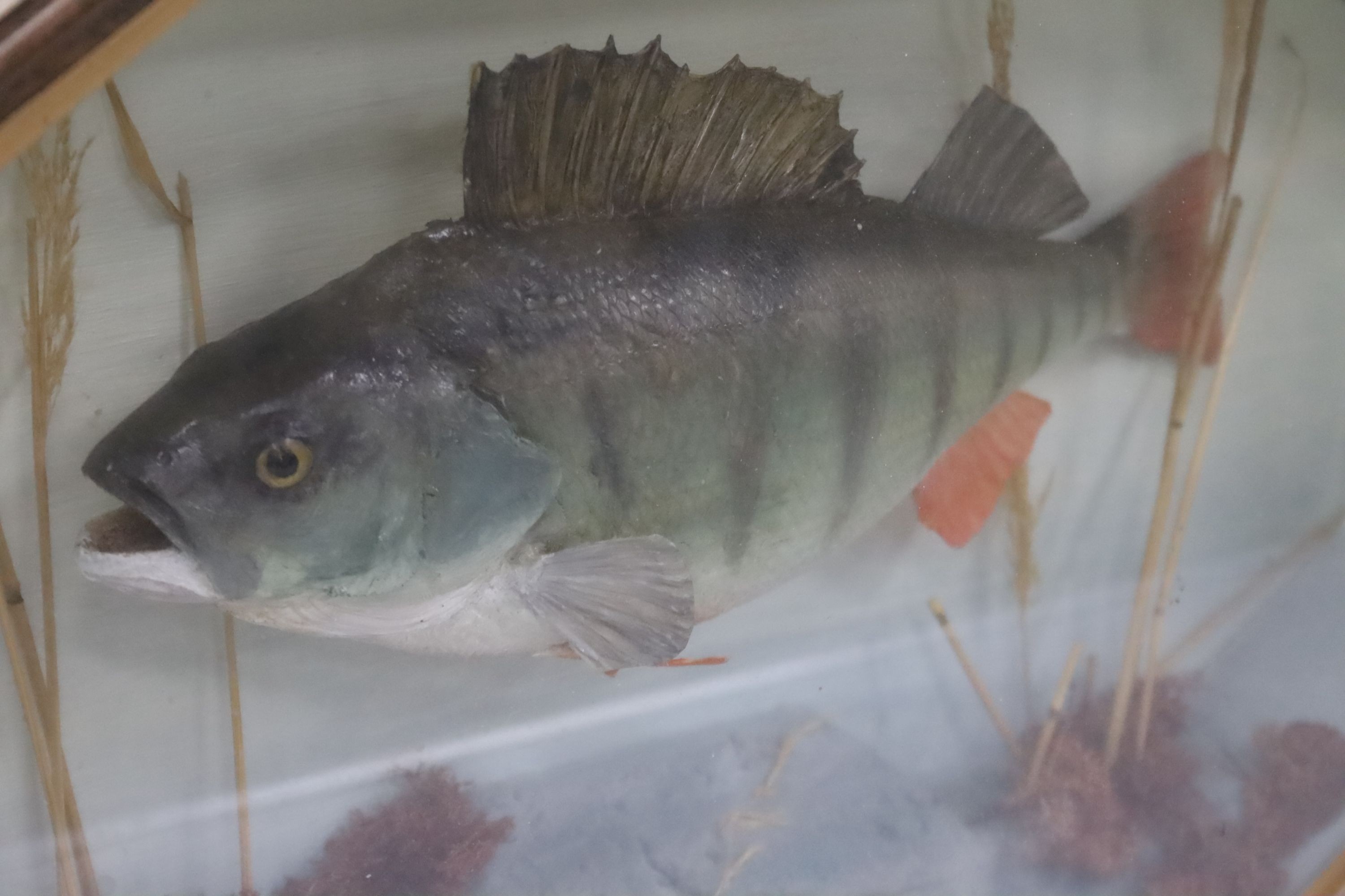 Two cased taxidermic fish, 61cm and 44cm